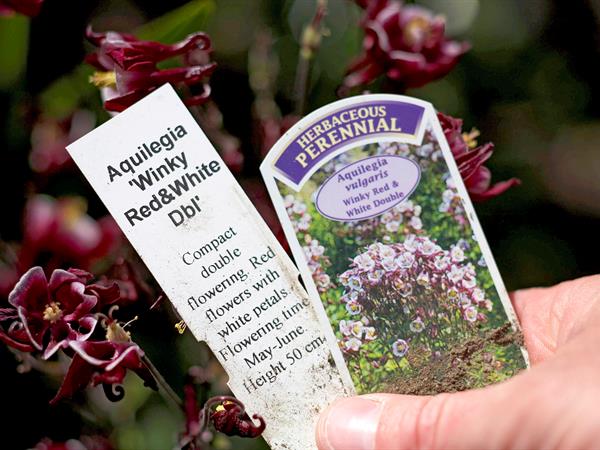 Labels voor bloemen en planten. Informatie over het